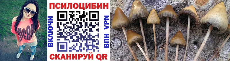 blacksprut ONION  цена   Нововоронеж  Галлюциногенные грибы Psilocybine cubensis 